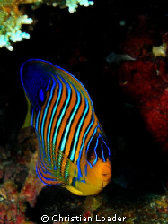 Regal Angelfish - at Koimalaa Corner, Baa Atoll.

Olymp... by Christian Loader 